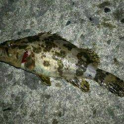 シーバス狙いに行くも(^_^;)