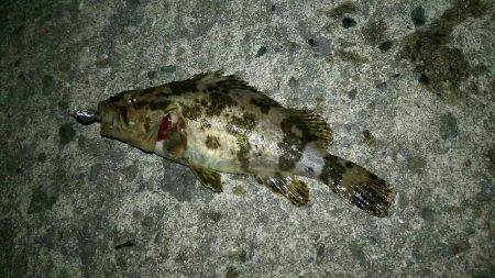 シーバス狙いに行くも(^_^;)