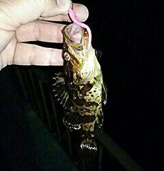 メバリング、嬉しいゲストが!