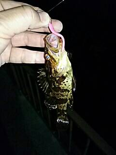 メバリング、嬉しいゲストが！