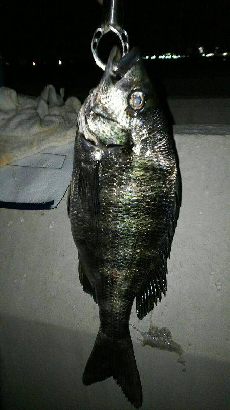 寝魚狙いが 思わぬ 大物