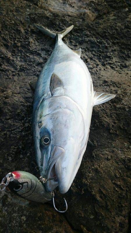 今シーズン初青物！