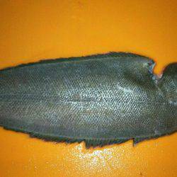 若松漁港堤防にて 舌ヒラメGET❗