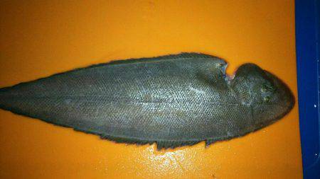 若松漁港堤防にて 舌ヒラメGET❗