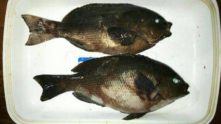 鈴鹿川河口ブロックポイントにて  グレ