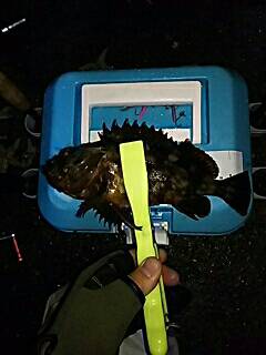 シャローのメバル