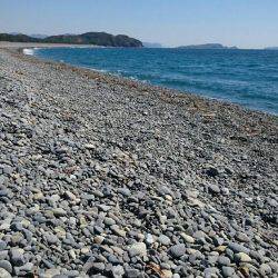 チビガシラのみ！