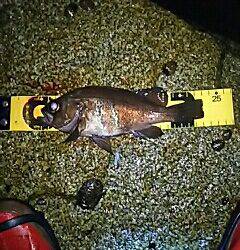 やっとメバルがスタート！