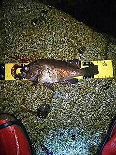 やっとメバルがスタート！