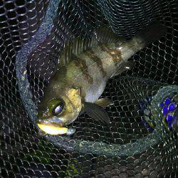 2週間メバリング