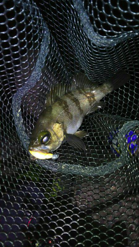 2週間メバリング