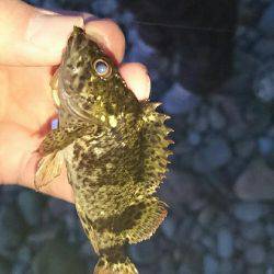 メバル狙いのはず