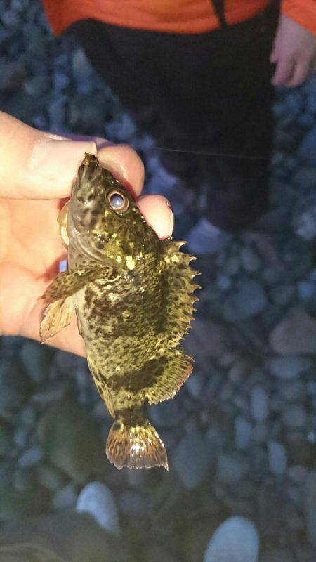 メバル狙いのはず