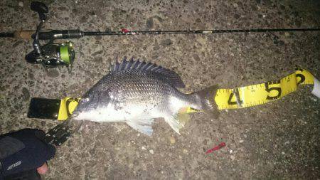 渋いぜチニング。