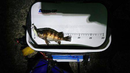 久し振りのメバリング