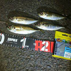 メバルからアジへ