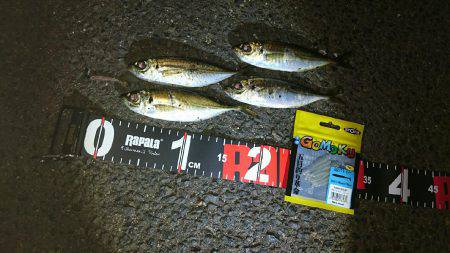 メバルからアジへ