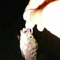 ゴロタ浜のメバル