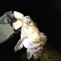 数は、釣れます