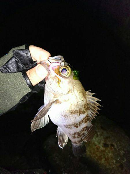 数は、釣れます