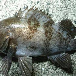 月が出るまでが勝負でした。