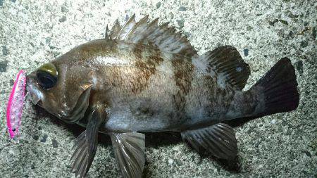 月が出るまでが勝負でした。