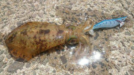 エギングランガン釣果