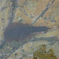 近場でエギング