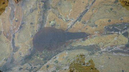 近場でエギング