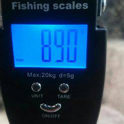 ナイト〜朝マズメエギング