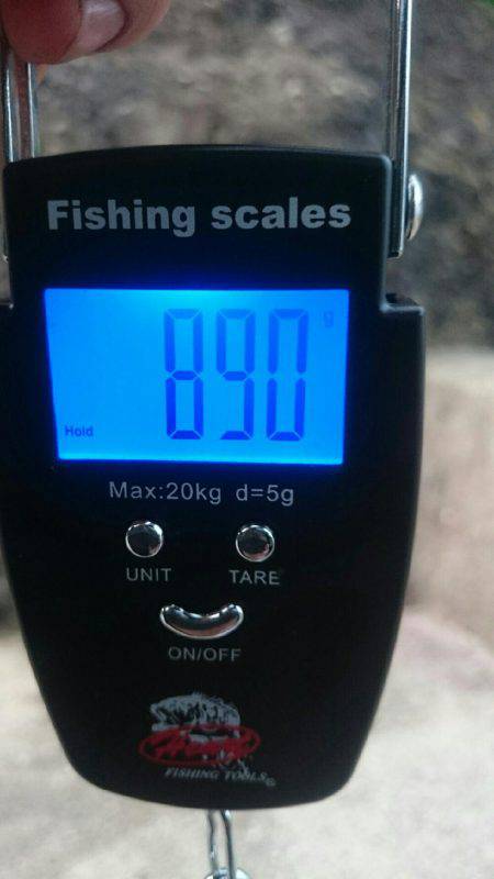 ナイト〜朝マズメエギング