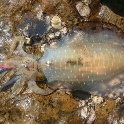 春らしいエギング