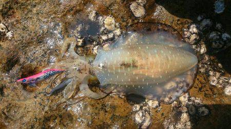 春らしいエギング