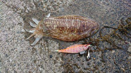 メンバー自作のササミパワー