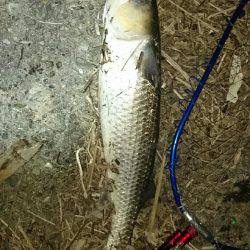 シーバス狙いが…