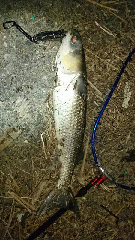 シーバス狙いが…