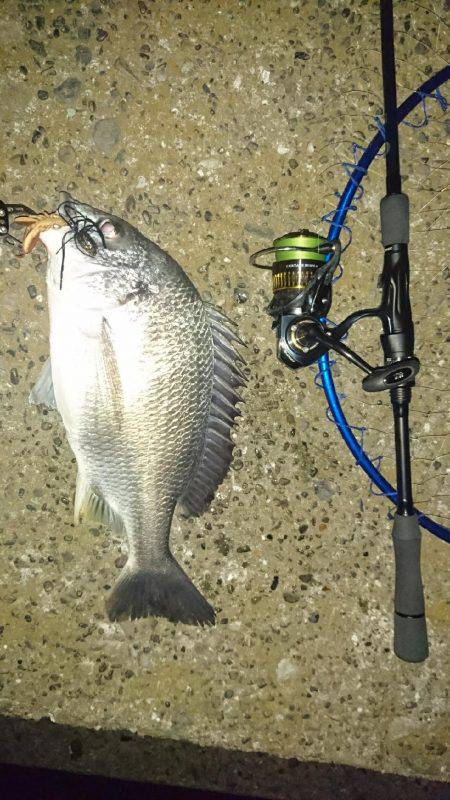 連夜のキビレゲーム