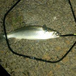 9時過ぎにバチパターン