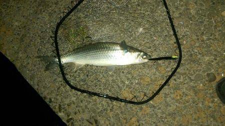 9時過ぎにバチパターン