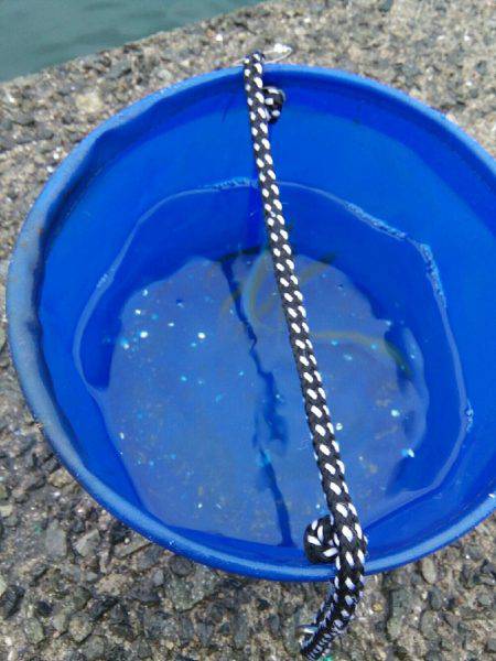 ノマセ釣り　ハネ