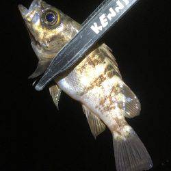 長いのよりも短いの。