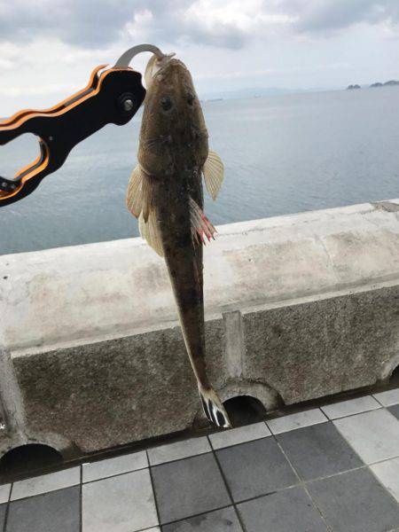 サゴシの勝ち…