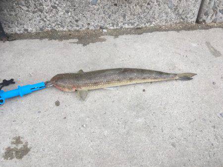 初めての青岸で