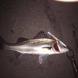 四日市バチ抜け