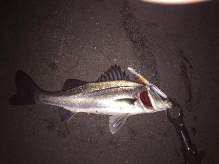 四日市バチ抜け