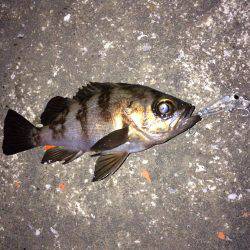 メバル プラグとフロート