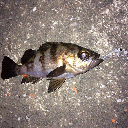 メバル プラグとフロート