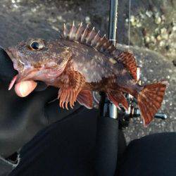 アイナメングからのメバリング