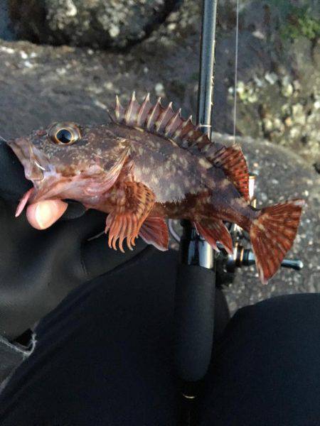 アイナメングからのメバリング