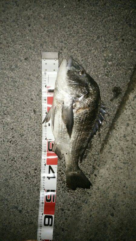 スズキ狙い、投げ釣りチャレンジ